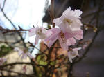 DSC03184.JPG