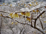 DSC03965.JPG