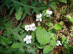DSC04240.JPG