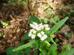 DSC04242.JPG