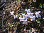 DSC04260.JPG