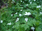 DSC04264.JPG