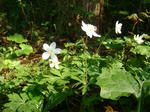 DSC04268.JPG