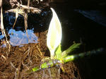 DSC04452.JPG