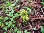 DSC04650.JPG