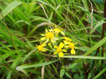 DSC05025.JPG