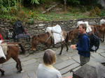 DSC05474.JPG