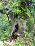 DSC00550.JPG
