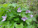 DSC00662.jpg