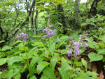 DSC00659.jpg