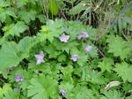 DSC00664.jpg