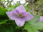 DSC00663.jpg