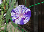 DSC00787.jpg