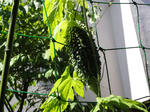 DSC00800.JPG