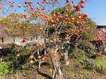 DSC01544.jpg