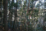 P1000740.jpg