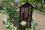 P1000443.JPG