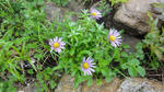 DSC03215.jpg