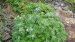 DSC03225.jpg