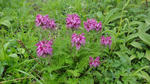DSC03246.jpg
