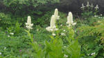 DSC03239.jpg