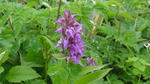 DSC03240.jpg
