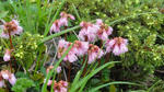 DSC03241.jpg