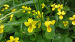 DSC03249.jpg