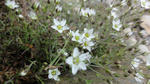 DSC03257.jpg
