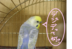 fimg_1248341662.png