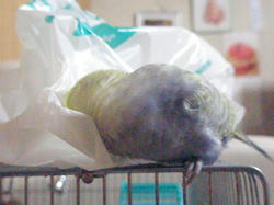 クリックで拡大