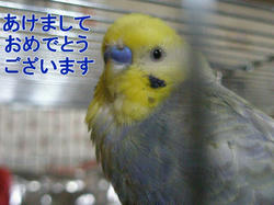 お鼻にポワ毛つき