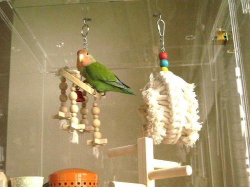 コザクラインコ、ピピちゃん アクリル鳥かご鑑賞ケースご使用例