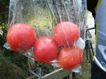 DSCF0474.JPG