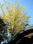 2009_11080020.JPG
