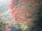 2010_11080018.JPG