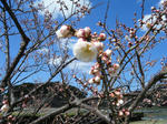 2011_03020013.JPG