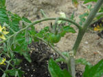 tomato.JPG