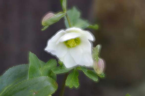 クリスマスローズ・ニゲル