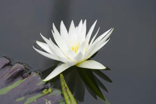 アルバート・デ・レスタング