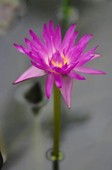 マイアミ・ローズ