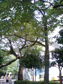 jiyugaoka