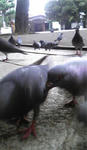 hato.jpg