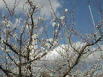 DSCN2381-1.jpg