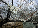 DSCN2367-1.jpg