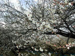 DSCN2368-1.jpg