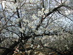 DSCN2369-1.jpg