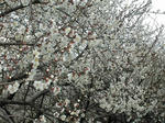 DSCN2370-1.jpg