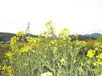 DSCN2433-1.jpg