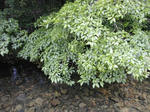 DSCN2600-1.jpg